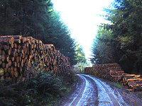 wood store